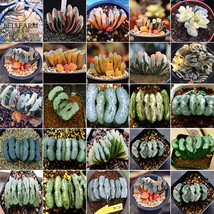 20 Seeds Haworthia Truncata Rainbow Mixed 20 Types Of Bonsai Succulent Garden Fr - $40.21