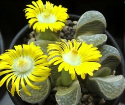 LITHOPS HELMUTII rare living stones exotic peables succulent rock seed 50 SEEDS - £7.81 GBP
