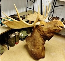 MOOSE Taxidermy Shoulder Mount 50&quot; RACK wall head paddle antler cabin decor real - $1,499.99