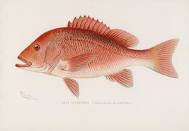 11790.Decor Poster.Room home Wall design art.Fish.Pickerel.Fishing.Red Snapper - £12.74 GBP+