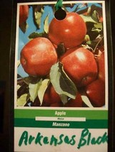 4'-6' ARKANSAS BLACK Apple Fruit Tree Plant Trees Grow Fresh Crisp Apples Garden - £112.05 GBP