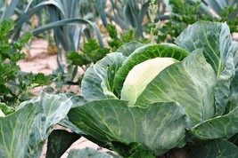 2000 Seeds Cabbage Seed All Seasons Heirloom Non Gmo Fresh Fast Shipping - £7.16 GBP
