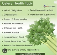 1500 Plus Tall Utah Celery Seeds Non Gmo Open Pollinated - $6.00