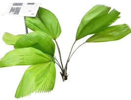 Worldwide Shipping 100Pcs Ruffled Fan Palm Seeds - £11.35 GBP