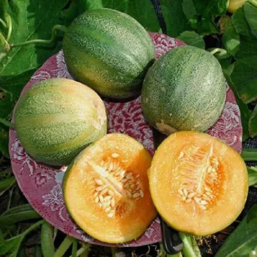 Minnesota Midget Melon Seeds 10 Seeds Packet Grow Fun Midget Melons That... - $11.89