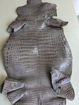 Alligator Crocodile Skin Leather Belly Glazed Gray 156cm x 40cm - $156.42