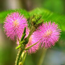 Sensitive Plant Mimosa pudica 100 Seeds - €7,58 EUR