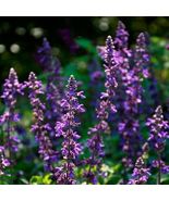 FREE SHIPPING 50 Mystic Spires Salvia Seeds Flower Seed Perennial Hummin... - £13.61 GBP