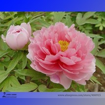 Pink Butterfly&#39; Fragrant Tree Peony Flower 5 Seeds Garden Beautiful - £4.64 GBP