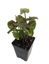 2.5&quot; Pot - Pink Fairy Arrowhead Plant - Syngonium - Nepthytis - Fairy Ga... - £37.76 GBP