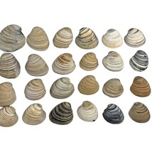 24 Sea Shells Clam Shells Gulf of Mexico Lot Various Sizes 3 to 4 in - $14.95