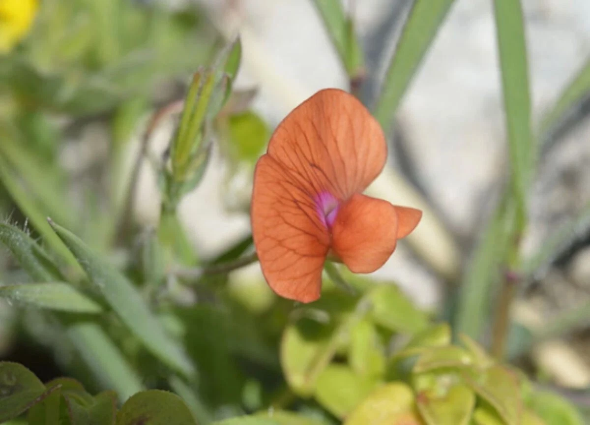 20 Seeds Sweet Pea Prince of Orange Seed Pack -Attracts Butterflies- Wil... - $19.64