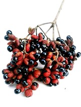 Zanthoxylum limonella Rutaceae 10 Seeds ThailandMrk - $5.00