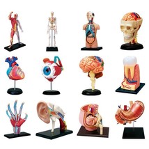 Anatomical Organ Model 4D Selection Puzzle Medical Teaching Human Body 3... - £39.47 GBP