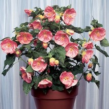 USA SELLER 15 Seeds Abutilon Kristens Pink Flowers Easy To Grow Garden Tree Fast - £11.77 GBP