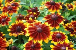 Item image 1 image 1