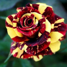 25 Red Yellow Rose Flower seeds fragrant large gardening planting - £10.87 GBP