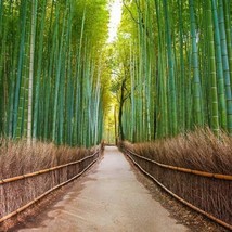 Moso Bamboo (Phyllostachys Edulis) Seeds USA SELLER - £11.81 GBP