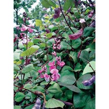 USA SELLER Purple Hyacinth Bean Seeds Fast Shipping - £10.31 GBP