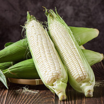 Boone County White Dent Sweet Corn Seeds White Sweet Corn Fresh Fast Shi... - $3.98