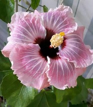 From US 20 Light Pink Hibiscus Seeds Flowers Flower Seed Perennial Bloom 465 - £8.49 GBP