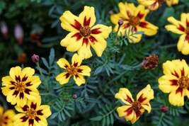 Dainty Marietta Dwarf Marigold Seeds, Tagetes patula, 10 Inches Tall, Ye... - $4.99+