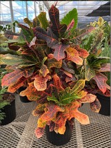 Excellente Croton Codiaeum Variegatum Small Starter Plant Beautiful Colors USA S - £30.24 GBP