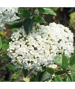 Viburnum × Burkwoodii Burkwood Viburnum 1 Gallon Pot Size Live Plant Pla... - €94,13 EUR