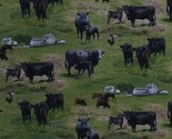 Farm Animals Cows Calf Calves Chickens Field Cotton Fabric Print by Yard... - $13.95