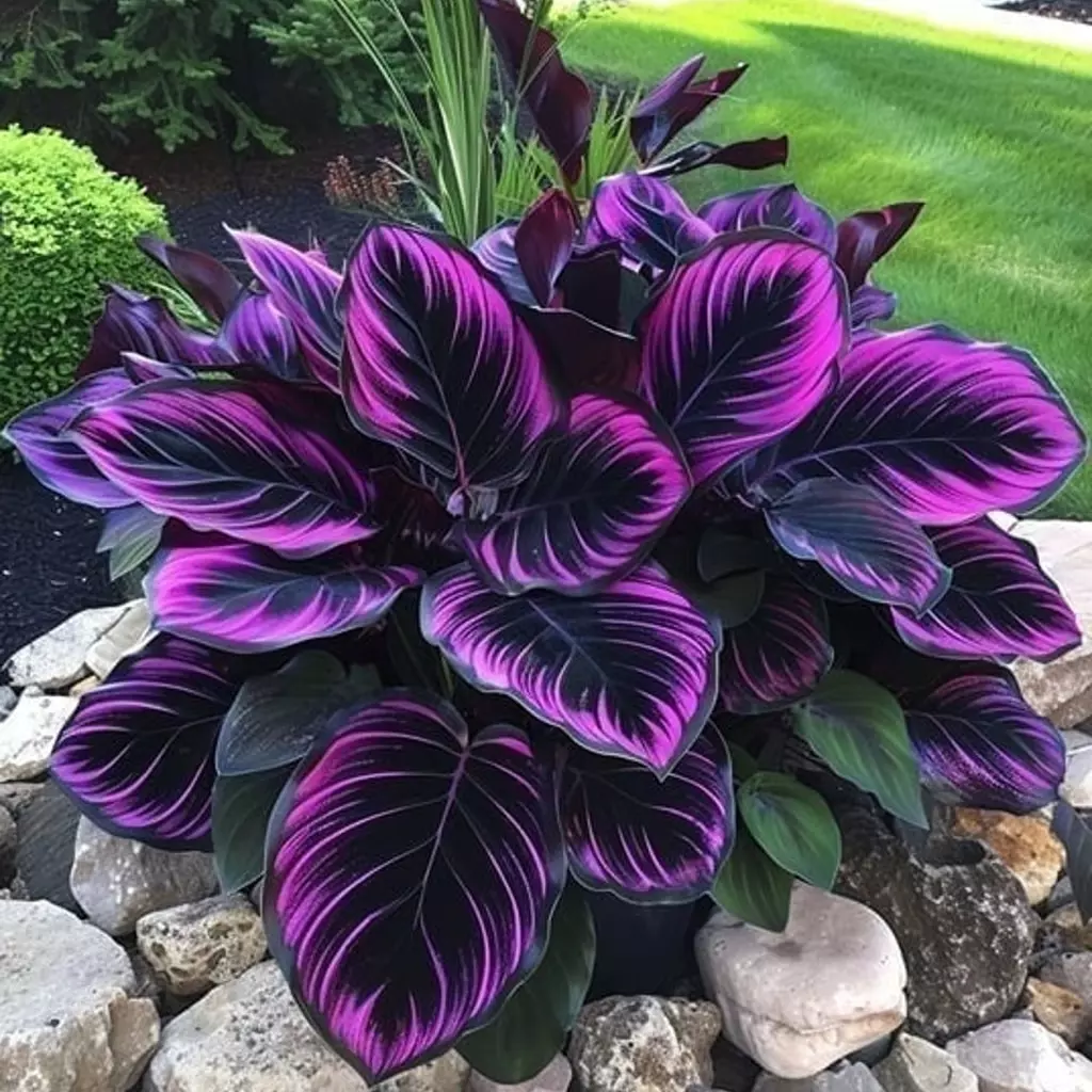 25+ Seeds Purple Tip Calathea Couture Flower Indoor or Outdoor Beautiful Plant - £7.80 GBP