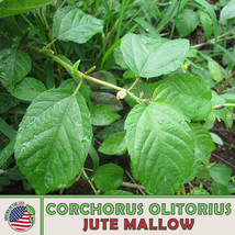 SGHOST 500 Jute Mallow Seeds Corchorus Olitorius Molokhia Nongmo Genuine USA Sel - £6.72 GBP