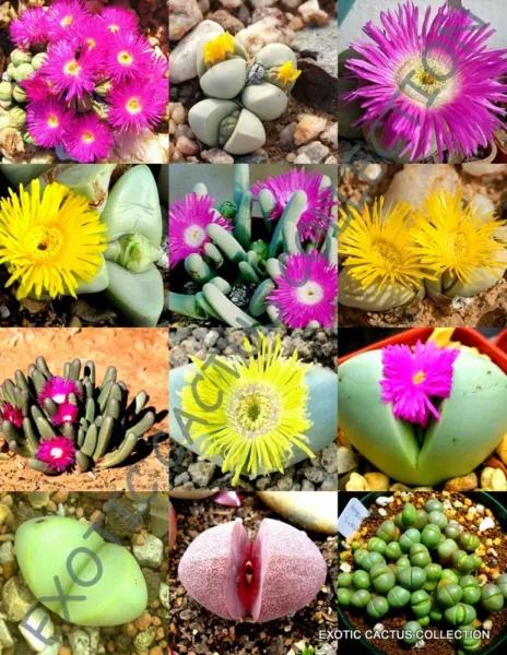 Color Argyroderma Mix Succulent Cactus Mixed Living Stones Rocks 100 Seeds Fresh - £26.72 GBP