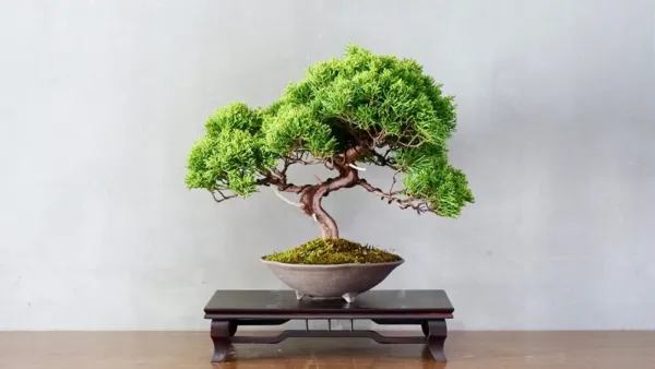 Fresh Bonsai Tree Seeds - Juniper Bonsai - 25 Seeds Ship From Usa - $23.92