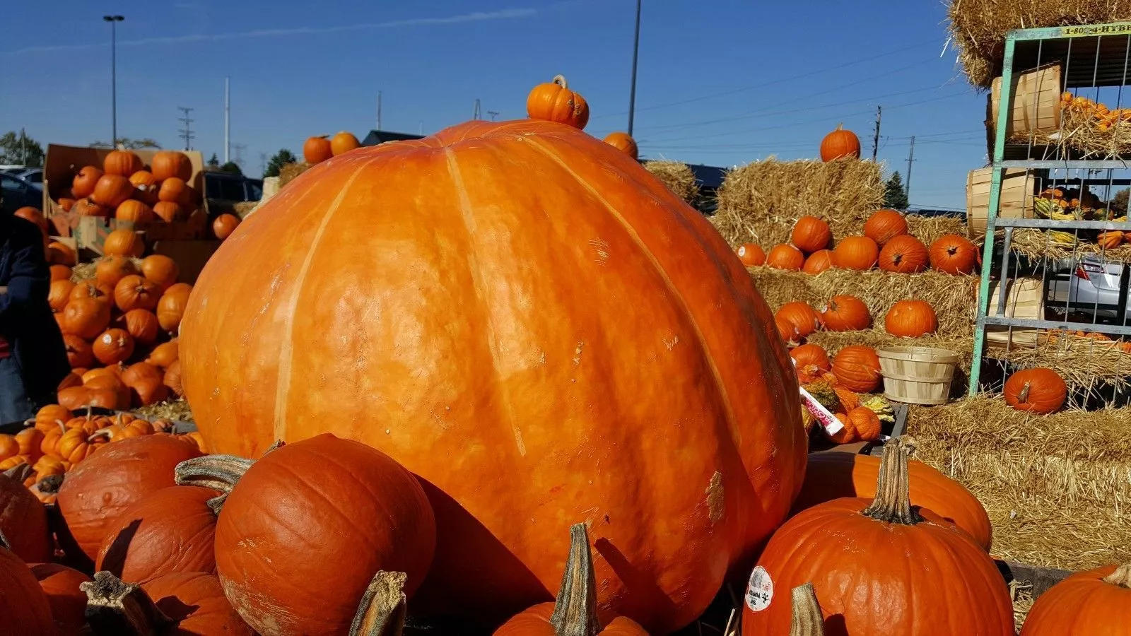 BStore 15 Seeds Pumpkin Atlantic Giant Heirloom - £9.56 GBP