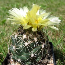 10 Coryphantha Cactus Seeds - Desert Beauty Mix, Easy to Plant &amp; Cultivate, Grea - £7.46 GBP