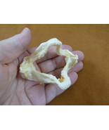 (sj500-40) 2-7/8&quot; Zebra Bullhead SHARK jaw sharks jaws teeth Heterodontu... - $94.93 CAD