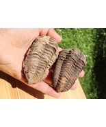2 PCS Calymene Trilobites Flexicalymene Ordovician fossil trilobites A1 - $50.52 CAD