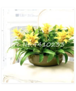Colorful Cactus Bromeliad Succulent Seed Courtyard Mini Plant Succulent ... - €9,33 EUR