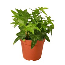 English Ivy Green California-4&quot; Pot / Nursery Pot - $528.89 MXN