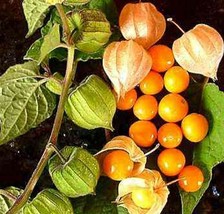 500 Giant Poha Cape Gooseberry Seeds   Physalis Peruviana Ground Cherry From US - £7.98 GBP
