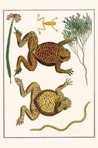 Giant Toad, Tree Frog &amp; Centipede by Albertus Seba - Art Print - £17.57 GBP+