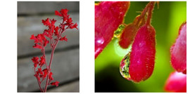 Heuchera Coral Ruby Bell Vigorous And Large Flowered Live Plant Quart Pot - C2  - £43.35 GBP