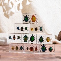 Insect Specimen 2 Bugs in Resin Collection Paperweights Resin lot 3 Pcs  - $34.85