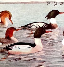 Merganser Bufflehead Ruddy Ducks 1936 Bird Lithograph Color Plate Print ... - £19.66 GBP