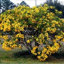 Golden Shower Tree Christmas Senna Bicapsularis Cassia Plant Small Roote... - $43.89