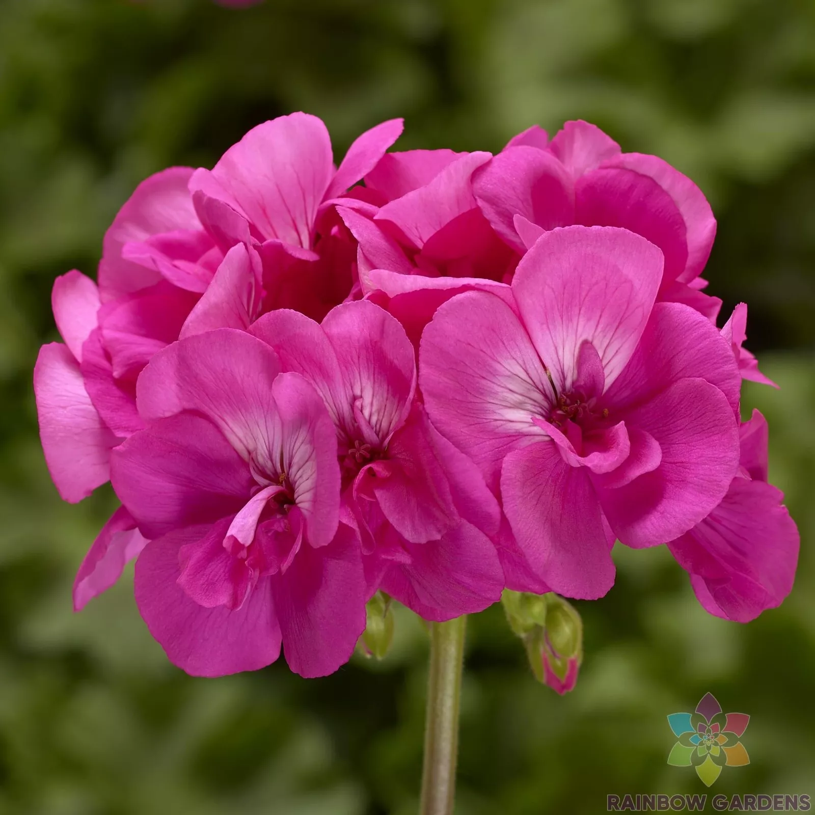 Seeds USA Seller 25 Calliope Hot Pink Geranium Seeds Planting - £8.46 GBP