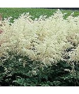 ASTILBE WHITE SHADE GARDEN PLANT FLOWER DEER RESISTANT - £6.25 GBP