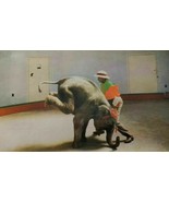 St. Louis Zoo Performing Animals Photograph Postcards Set of 9 Vintage 1... - £22.65 GBP