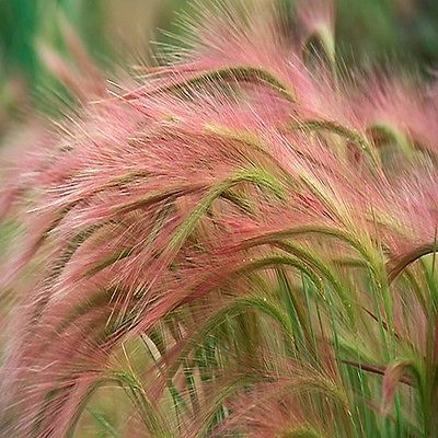 100 Ornamental Foxtail Barley (AKA Squirreltail) Grass Seeds - $5.49