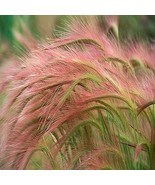 100 Ornamental Foxtail Barley (AKA Squirreltail) Grass Seeds - $5.49